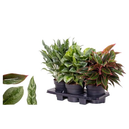 Aglaonema mix vaso Ø 19 cm