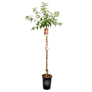 Albero da frutto t.b.t. in vaso.