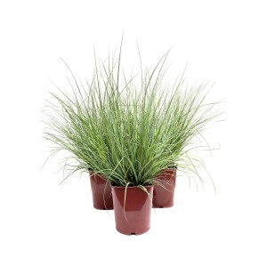 Tre vasi di erba Piuma della Pampa con lunghi steli verdi in vasi marroni.