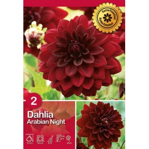 Acquista il bulbo di dalia rosso scuro 'Arabian Night'. Dalie in fiore per il giardino.