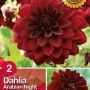 Acquista il bulbo di dalia rosso scuro 'Arabian Night'. Dalie in fiore per il giardino.