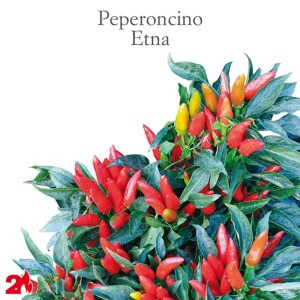 Peperoncino Etna: Giovane pianta con peperoncini rossi e verdi, Categoria: Ortaggi da frutto.