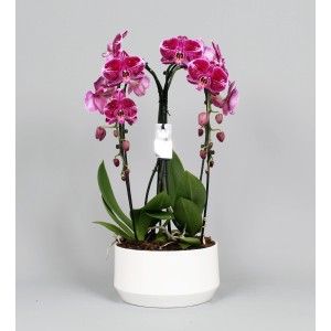 Composizione di orchidee rosa con 4 steli in vaso di ceramica bianca (circa 25 cm Ø).