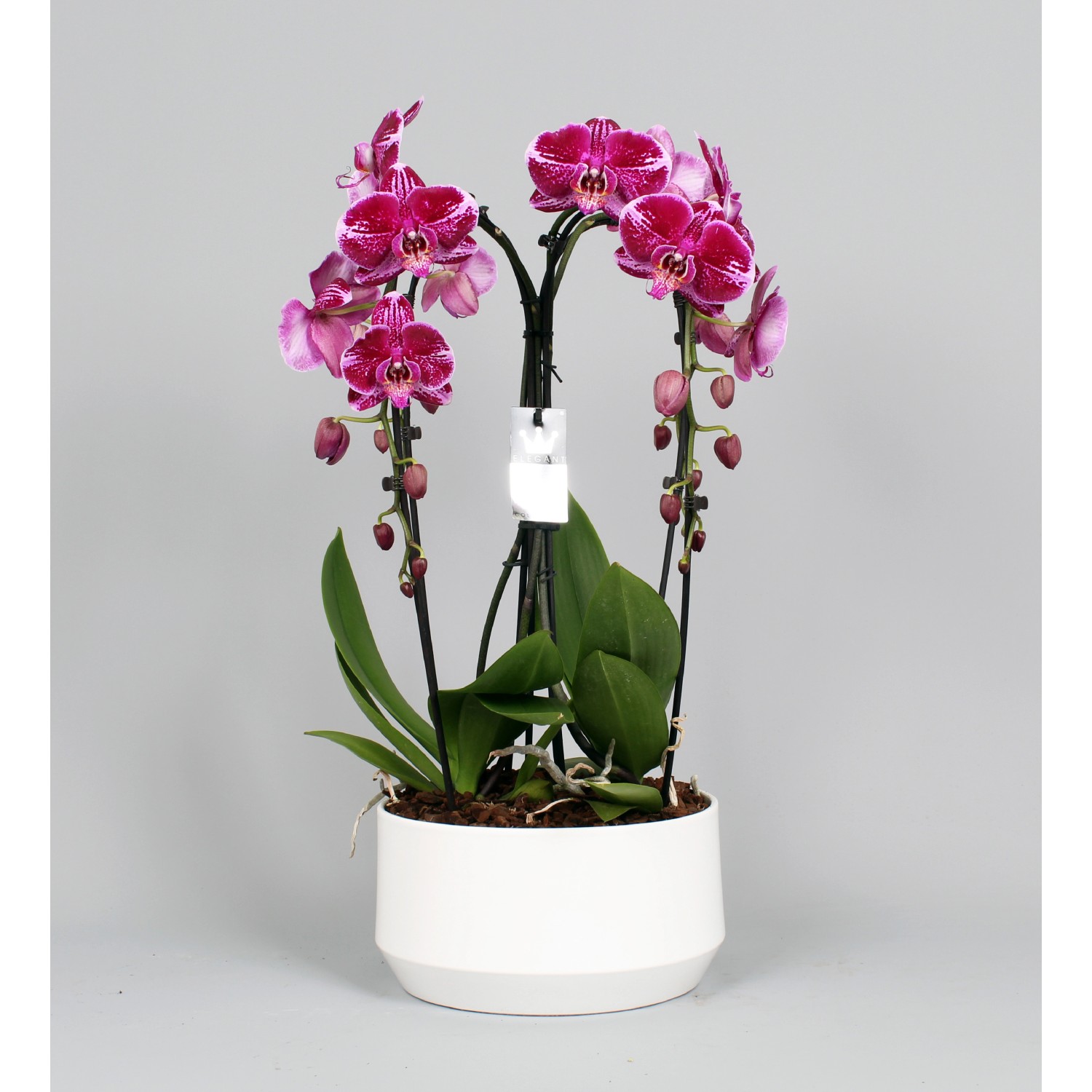 Orchidea phalaenopsis artificiale JASMIN in vaso di ceramica, rosa scuro,  35cm