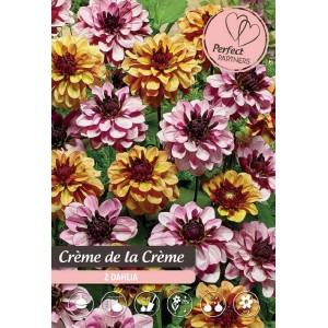 Dalie "Mix Créme de la Créme" nei toni del giallo e del rosa.