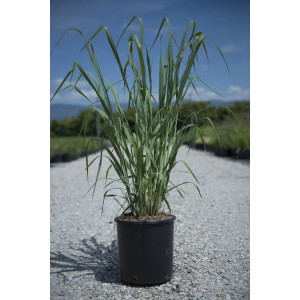 Panico verga in vaso, erba ornamentale per giardino e balcone.