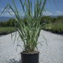 Panico verga in vaso, erba ornamentale per giardino e balcone.