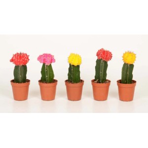 Variopinti cactus t.b.t. in vaso, una selezione decorativa di cactus per la tua casa.