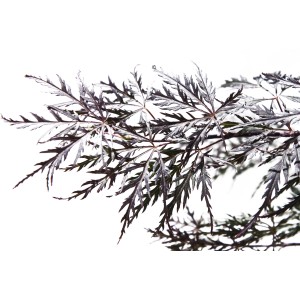 Primo piano di foglie di acero (Acero).