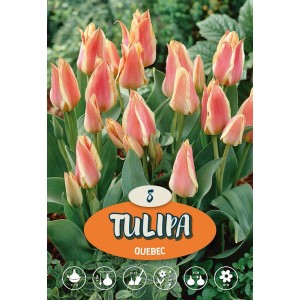 Tulipani Greigi Quebec Rosa, tulipani rosa resistenti per aiuole e vasi.