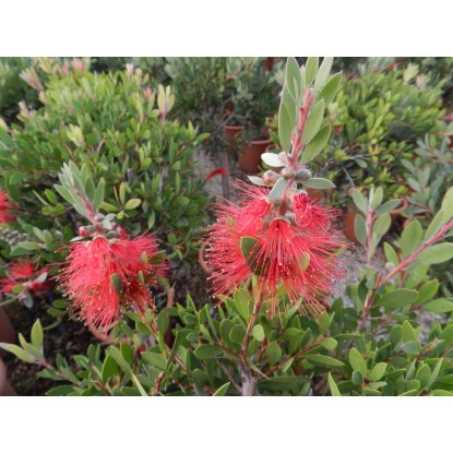 Callistemon laevis cespuglio