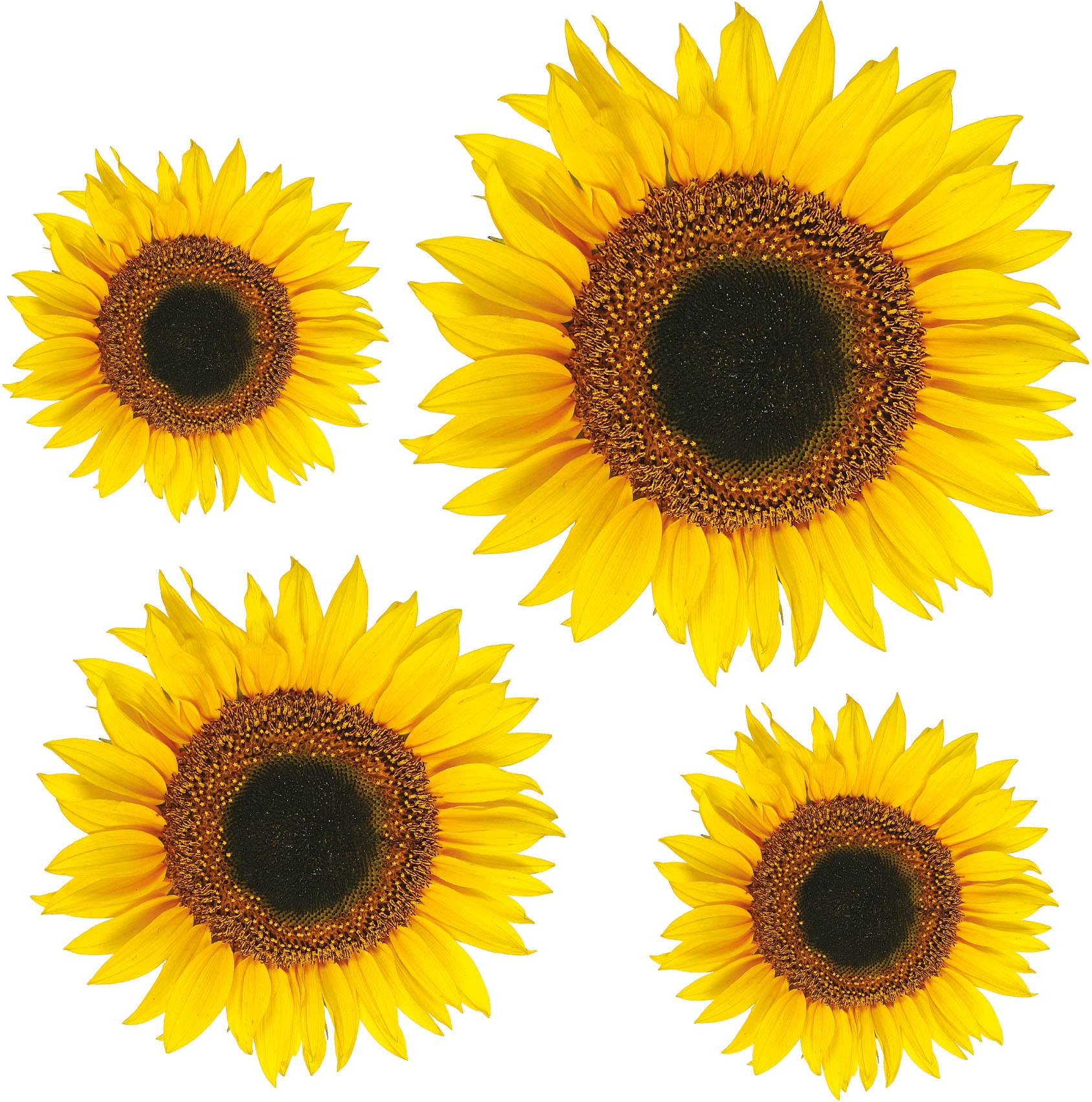 Adesivo decorativo per parete Girasole 2 fogli 31x31 cm