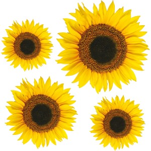 Adesivo da parete con quattro fiori di girasole gialli.