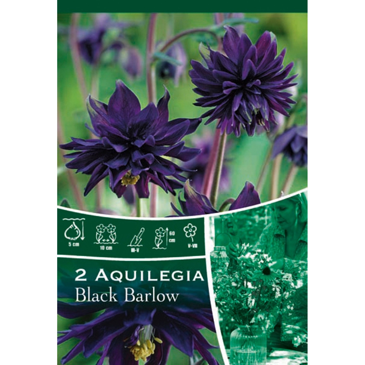 Aquilegia Black Barlow Purple: Bulbi di aquilegia viola per la fioritura estiva.