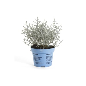 Calocephalus 't.b.t.' in vaso, pianta invernale decorativa per interni ed esterni.