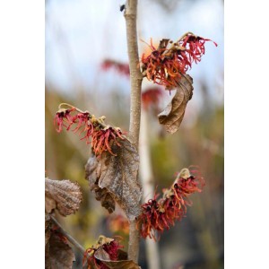 Arbusto ornamentale fiorito t.b.t. con fiori rossi e foglie marroni.