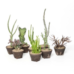 Rarepianta grassa Alberello vaso Ø 11 cm