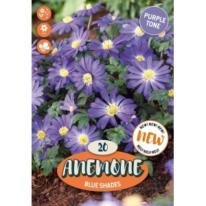 Bulbi Anemone Blanda Blue Shade Blu e Lilla