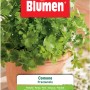 Blumen Semi da orto: Mazzo di prezzemolo in vaso, foglie verdi.
