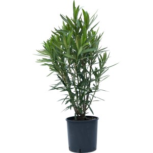 Arbusto t.b.t. in vaso, foglie verdi. Ideale come pianta ornamentale.