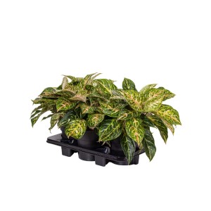 Pianta invernale resistente t.b.t. con foglie verde-rosa in vaso.