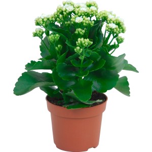 Calancola (t.b.t.) con fiori bianchi in vaso marrone.