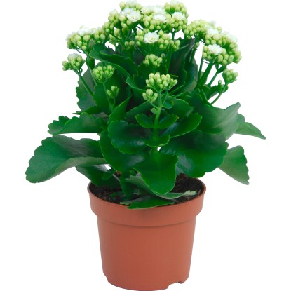 Calancola bianca Ø 12 cm