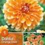 Dalia arancione 'Orange Duet' con punte bianche, fiore estivo per aiuole e vasi.