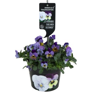 Viola del pensiero OBI Viola endurio in vaso, fiori blu-viola, ca. 15-20 cm di altezza, per la piantumazione primaverile.