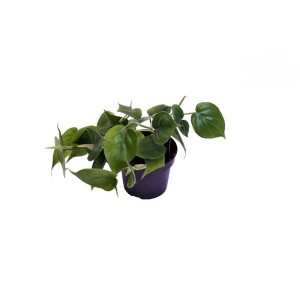 Pianta d'appartamento verde t.b.t. in vaso, un'aggiunta decorativa per la tua casa.