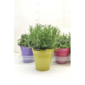 Piante aromatiche in vaso colorato, ad es. rosmarino, salvia e timo.