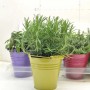 Piante aromatiche in vaso colorato, ad es. rosmarino, salvia e timo.