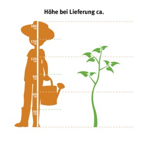Illustrazione: Dracaena Massangeana a 3 fusti, confronto dimensioni con persona e informazioni sull'altezza di consegna.