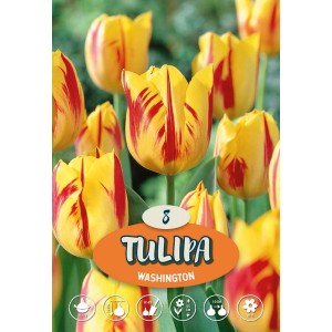 Tulipano Triumph Washington giallo-rosso, ideale per aiuole e vasi.