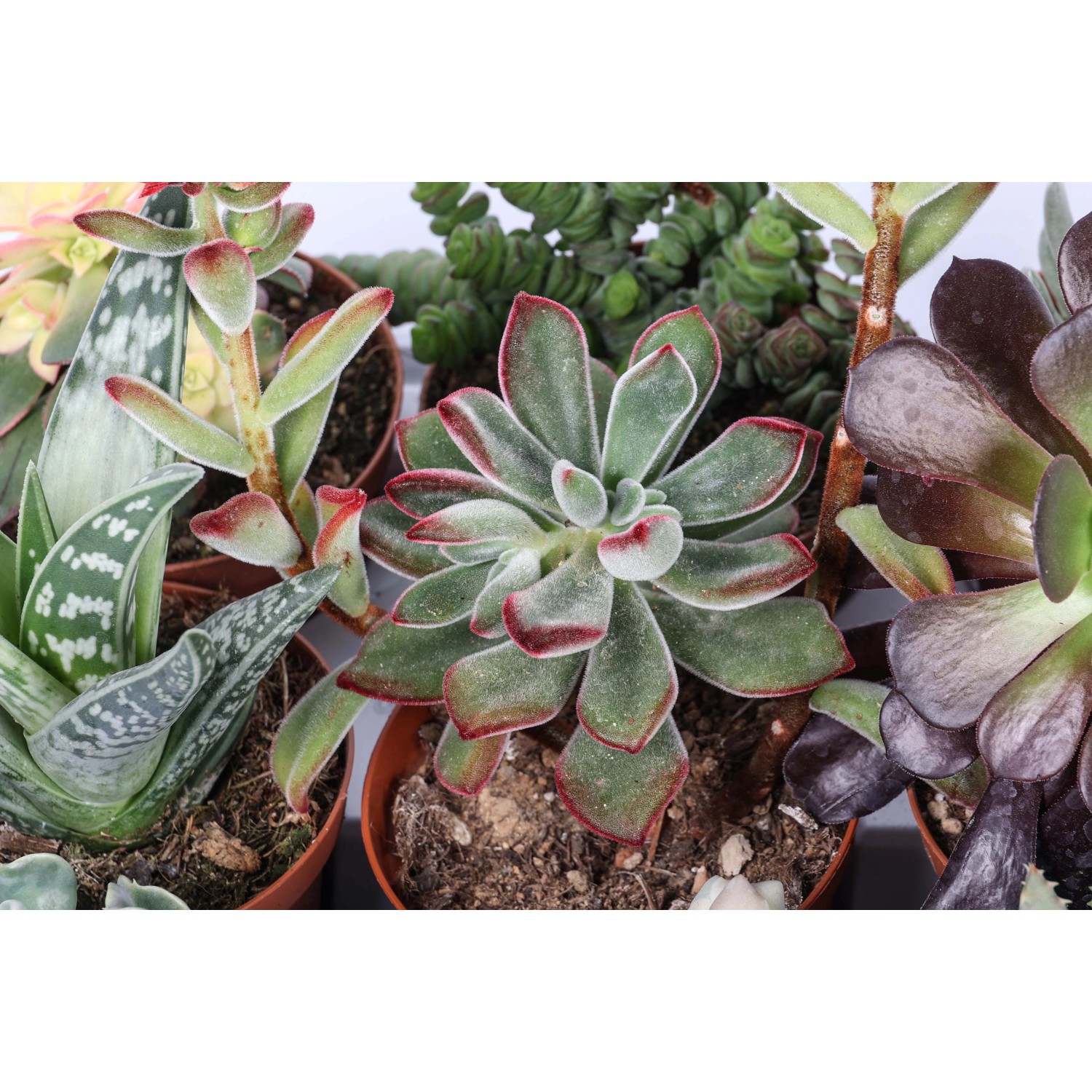 Diverse piante grasse in vaso, ideali per posizioni soleggiate. Varietà di forme e colori.