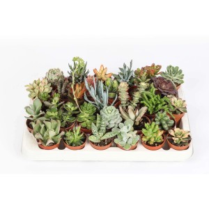 Assortimento di piante grasse in set, vari tipi e colori in piccoli vasi.