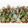 Assortimento di piante grasse in set, vari tipi e colori in piccoli vasi.