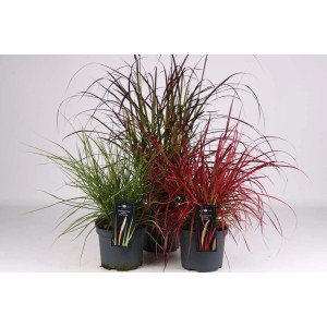 Erba Penniseto di vari colori in vaso.