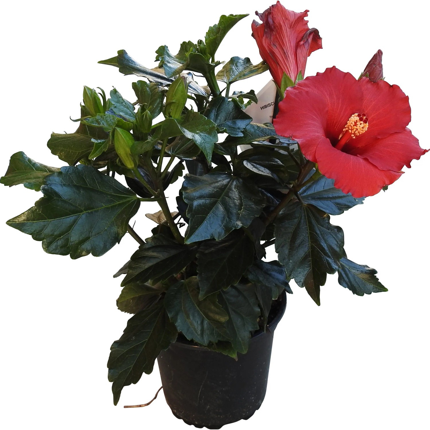 Ibisco in vaso con fiori rossi e foglie verdi.