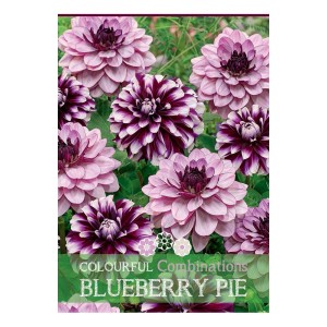Mix di dalie Blueberry Pie con fiori viola e rosa per aiuole e bordure.