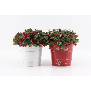 Pianta fiorita in vaso rosso e bianco con motivo a fiocco di neve.