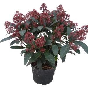 Skimmia in vaso con boccioli rossi. Pianta sempreverde per giardino e balcone.