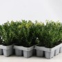 Confezione da 6 di agrifoglio giapponese Jenny (Ilex crenata) in vassoio con foglie verdi.