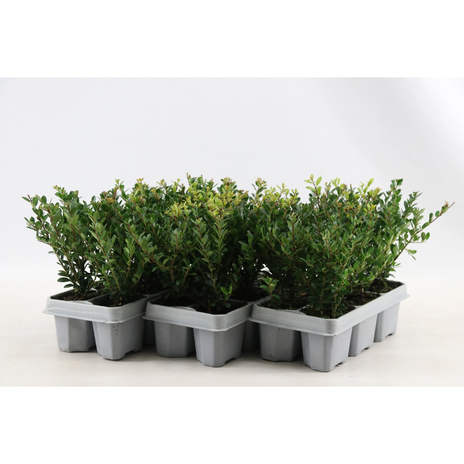 Confezione da 6 di agrifoglio giapponese Jenny (Ilex crenata) in vassoio con foglie verdi.