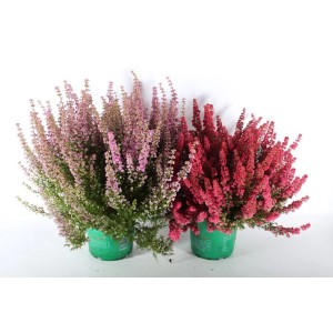 Due piante di Erica & Calluna in vaso, una rosa, una rossa.