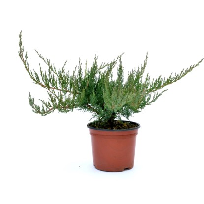 Ginepro Rockery mixed