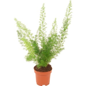 Delicato asparago ornamentale in vaso, una pianta verde decorativa per interni.