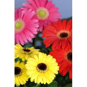 Gerbera in vari colori (rosso, giallo, rosa) in vaso, ca. 10 cm di diametro.