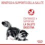 Gatto sulla confezione di cibo secco per gatti t.b.t.