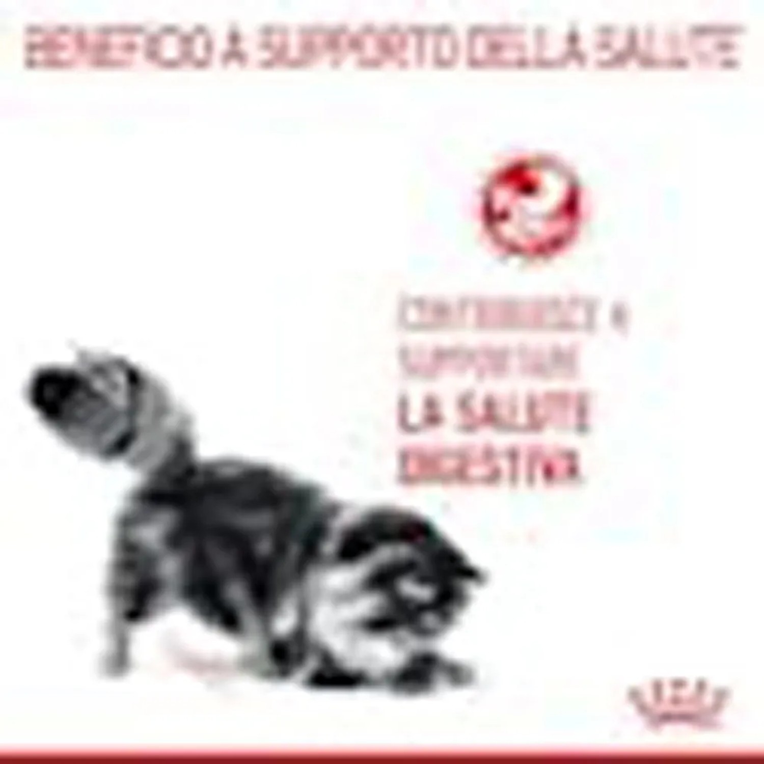 Gatto sulla confezione di cibo secco per gatti t.b.t.